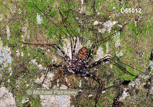 Phrynus longipes (Phrynidae, Amblypygi)